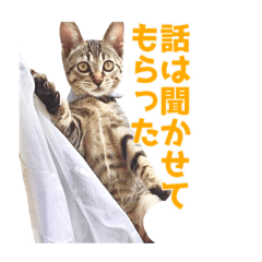 うちの猫、時々犬