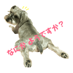 [LINEスタンプ] 愛犬ソラ