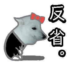[LINEスタンプ] 柴田犬のゆきちゃん。