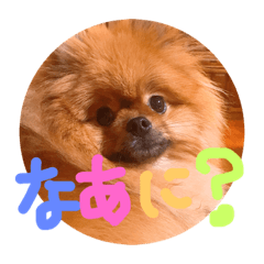 [LINEスタンプ] ポメラニアン☆くまごろう
