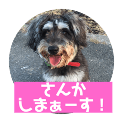 [LINEスタンプ] ミニチュアシュナウザー ルアナのご挨拶❶
