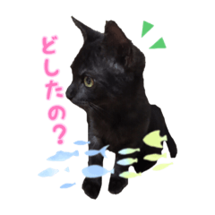 [LINEスタンプ] 猫のコタロウ。