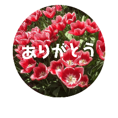 [LINEスタンプ] やさしい花flower