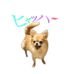 [LINEスタンプ] たらんぬ