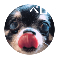 [LINEスタンプ] ちわわ もこもこちゃん ももこ