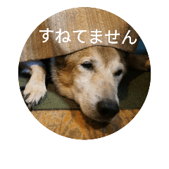 [LINEスタンプ] 犬が適当に相づちを打つスタンプ