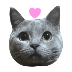 [LINEスタンプ] にゃんず。ねこず。