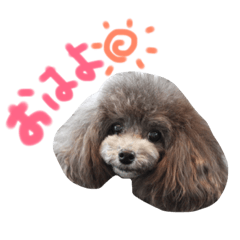 [LINEスタンプ] トイプードルのプリッツ