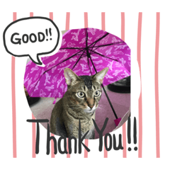 [LINEスタンプ] うちの猫たちダイテトたぬぬ