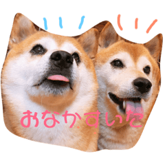[LINEスタンプ] 柴犬たいようとれお