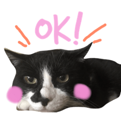 [LINEスタンプ] にゃんのほのぼのスタンプ