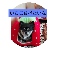 [LINEスタンプ] くうちゃんたちのつぶやき