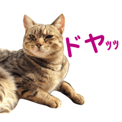 [LINEスタンプ] 使えるにゃんこ