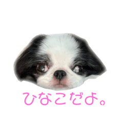 [LINEスタンプ] ひなこ(狆）