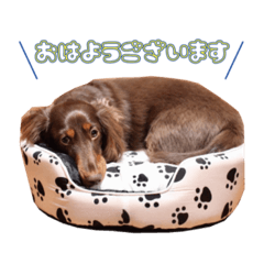 [LINEスタンプ] 佐藤レオスタンプ