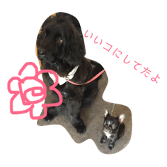 [LINEスタンプ] ニューファンドランド犬ハンナ2