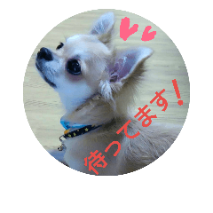 [LINEスタンプ] チワワのラズくんスタンプ