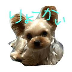 [LINEスタンプ] 我が家のぼす