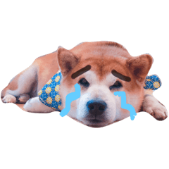 [LINEスタンプ] Shibainu Brothers(文字無し)
