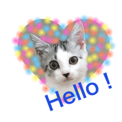 [LINEスタンプ] ミロちゃんスタンプ