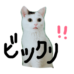 [LINEスタンプ] きくちfamily