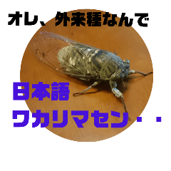 [LINEスタンプ] セミの本音