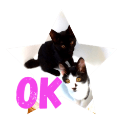 [LINEスタンプ] 可愛い！使える！猫の写真 スタンプ
