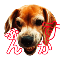 [LINEスタンプ] ビーグル犬の気持ち。