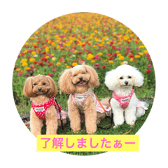 [LINEスタンプ] 可愛いチワプー3姉妹