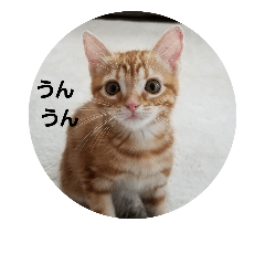 [LINEスタンプ] 子猫のリタ君のスタンプ