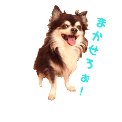 [LINEスタンプ] チロ＆コジスタンプ dog＆cat stamp