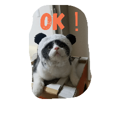 [LINEスタンプ] まいべいびーこたちゃん