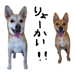 [LINEスタンプ] 毎日使える 保護犬にことさん