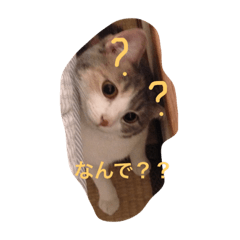 [LINEスタンプ] ティアコグのごあいさつ