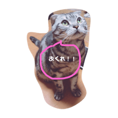 [LINEスタンプ] あずきと愉快な仲間たち