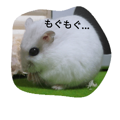 [LINEスタンプ] まいにちラルちゃん