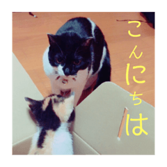 [LINEスタンプ] たろはなごえ