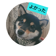 [LINEスタンプ] わんこでごあいさつ