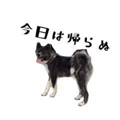 [LINEスタンプ] 秋田犬 黒