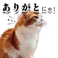 [LINEスタンプ] スピ猫シャルル様