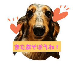 [LINEスタンプ] ダックスその他の愉快な仲間たちの日常6