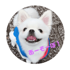 [LINEスタンプ] てんちゃんのまいにち