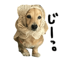 [LINEスタンプ] はーちゃんすたんぷ！