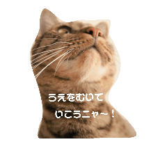 [LINEスタンプ] かなちゃん家のお猫さま