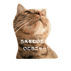 [LINEスタンプ] かなちゃん家のお猫さまの画像（メイン）