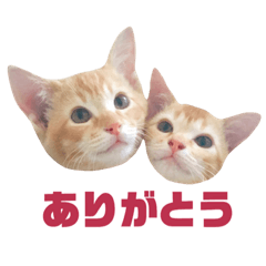 [LINEスタンプ] 実写猫！にゃいもいスタンプ