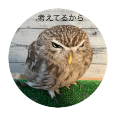 [LINEスタンプ] フクロウと犬