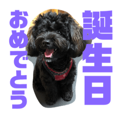[LINEスタンプ] トイプードルとシーズーのMIX犬エマ 第6弾