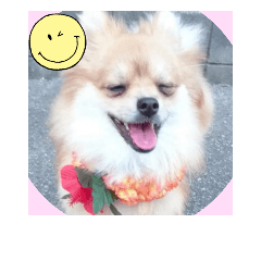 [LINEスタンプ] ポメラニアン♡で日常会話☆