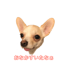 [LINEスタンプ] わたしのまわりのわんこたち